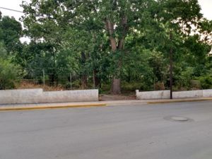 Terreno en Venta en Parras de la Fuente Centro Parras