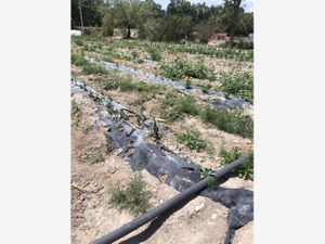 Terreno en Venta en Parras de la Fuente Centro Parras