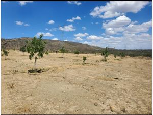 Terreno en Venta en Rogelio Montemayor Parras