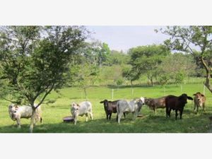 Finca/Rancho en Venta en Narciso Mendoza Chiapa de Corzo