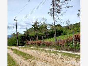 Terreno en Venta en La Quinta San Francisco San Cristóbal de las Casas