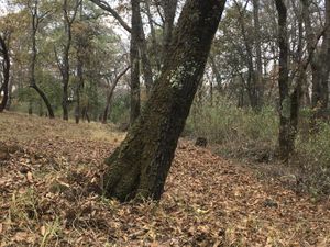 Terreno en Venta en San Jose El Vidrio Nicolás Romero