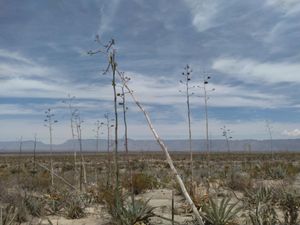 Finca/Rancho en Venta en Santa Teresa de Sofía Cuatro Ciénegas