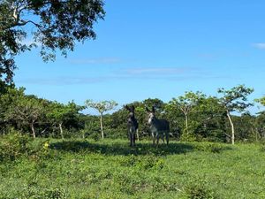 Terreno en Venta en Chalahuite Tuxpan