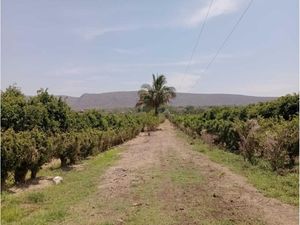 Finca/Rancho en Venta en Los Asmoles Colima