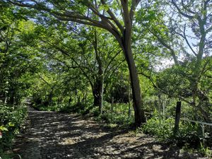 Terreno en Venta en Carretera Comala - Villa de Alvarez Comala