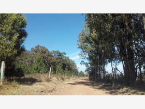 Terreno en Venta en Huasca de Ocampo Centro Huasca de Ocampo