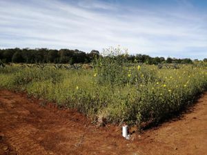 Terreno en Venta en Huasca de Ocampo Centro Huasca de Ocampo