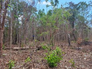 Terreno en Venta en Natura Playa del Carmen Solidaridad