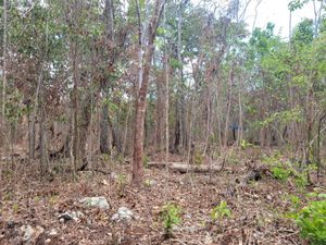 Terreno en Venta en Natura Playa del Carmen Solidaridad