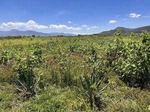 Terreno en Venta en Rojas de Cuauhtemoc Rojas de Cuauhtémoc