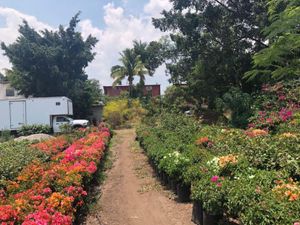 Terreno en Venta en Bambú Jiutepec