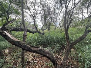 Terreno Valle de San Angel