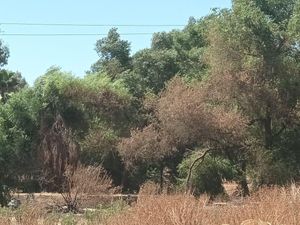 Terreno en Renta en Loma Alta Tecate