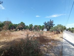 Terreno en Renta en Loma Alta Tecate