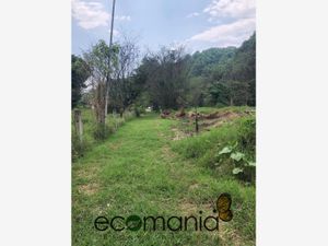 Terreno en Venta en Briones Coatepec