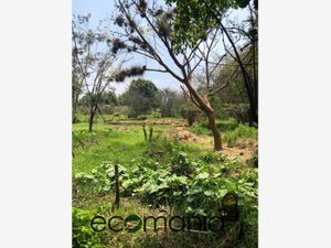 Terreno en Venta en Briones Coatepec