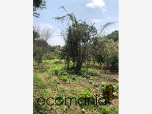 Terreno en Venta en Briones Coatepec