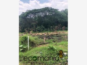 Terreno en Venta en Briones Coatepec