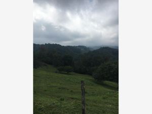 Finca/Rancho en Venta en Las Jacarandas Coatepec