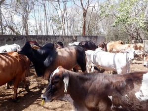 EXTRAORDINARIO RANCHO DE 80 HAS EN TEMOZÓN, CERCA DE EK-BALAM, YUCATÁN