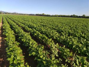 Terreno en Venta en El Carrizal Culiacán