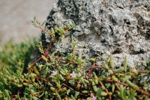 Terreno en venta en San Crisanto, Yucatán