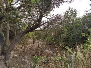 Terreno en Venta en Dos Lomas Veracruz