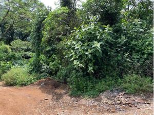 Terreno en Venta en Río Blanco Centro Río Blanco