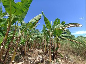 Terreno en Venta en Monte Salas Fortín