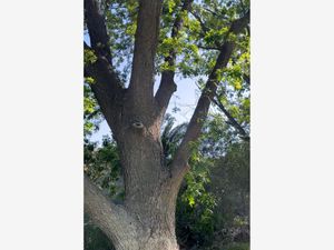 Terreno en Venta en Parras de la Fuente Centro Parras