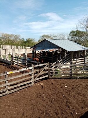 Casco de Rancho en venta en la mejor zona ganadera del Estado de Yucatán