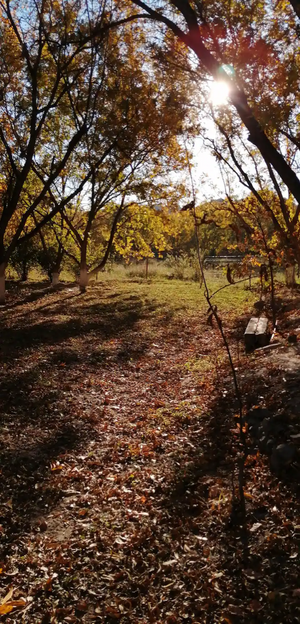 QUINTA EN VENTA SAN JOSE DE LAS  PALOMAS, PARRAS.