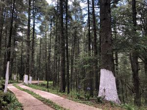 Terreno en Venta en Pueblo Nuevo Mineral del Monte