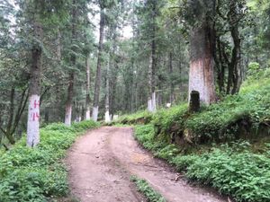 Terreno en Venta en Pueblo Nuevo Mineral del Monte