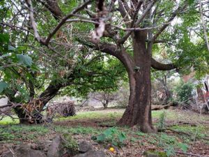 Terreno en Venta en Tepoztlan Centro Tepoztlán