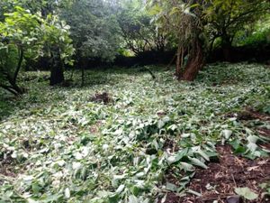 Terreno en Venta en Santo Domingo Ocotitlán Tepoztlán