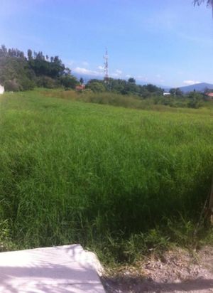 Terreno de 7,925 m2 en Jiutepec Centro; Morelos. Cod. 181