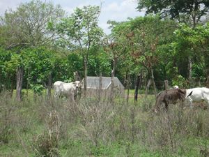 Venta de Rancho  en Jiquipilas Chiapas, 84 Hectáreas.