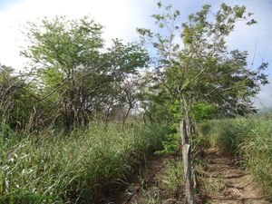 Venta de Rancho, en la Col. Nueva Francia, municipio de Jiquipilas Chiapas, 26 H