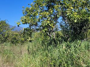 VENTA TERRENO ALLENDE RAICES