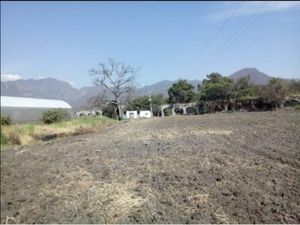 Terreno en Venta en El Ahuehuete Tlayacapan