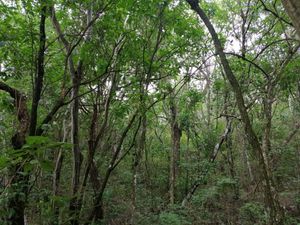 TERRENO EN VENTA EN SANTIAGO N.L.