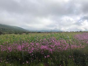 Terreno en Venta en Santa Rosa de Jauregui Querétaro