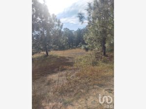 Terreno en Venta en San Miguel de Temohaya Mezquital