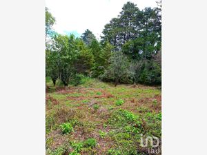 Terreno en Venta en La Quinta San Martín San Cristóbal de las Casas