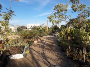 Terreno en Renta en Lagunitas Los Cabos