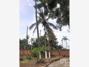 Terreno en Renta en Las Jarretaderas Bahía de Banderas