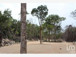 Terreno en Venta en Sahcab Mucuy Tulum