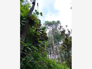 Terreno en Venta en San José San Cristóbal de las Casas